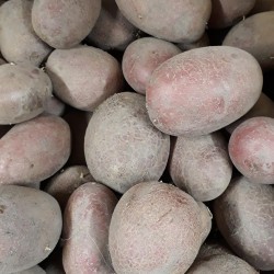 Pommes de terre Alouette - Bio